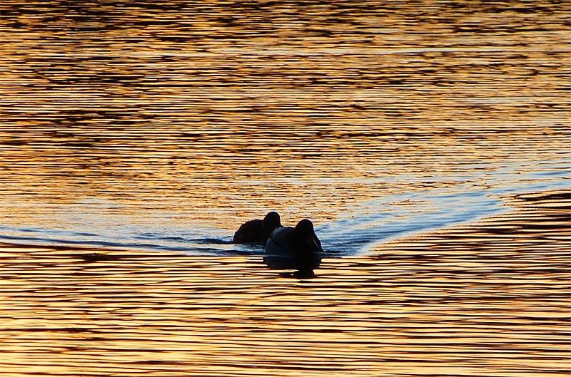 ducks in the sunset