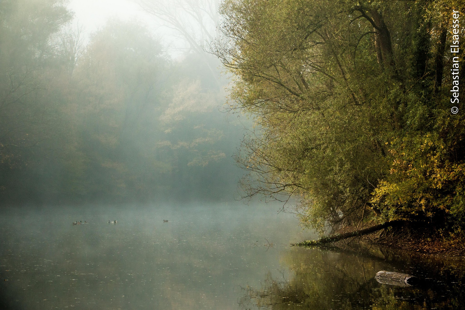 Ducks lake