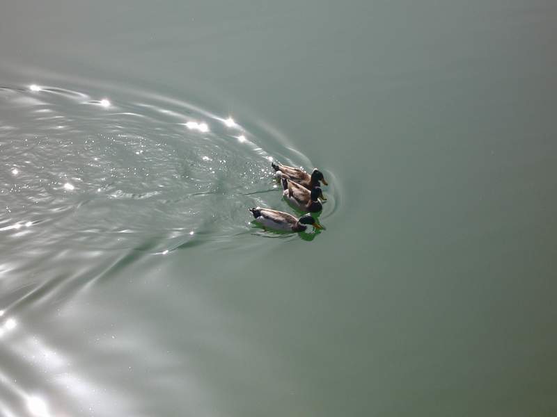 Ducks (Mellat Park - Tehran)