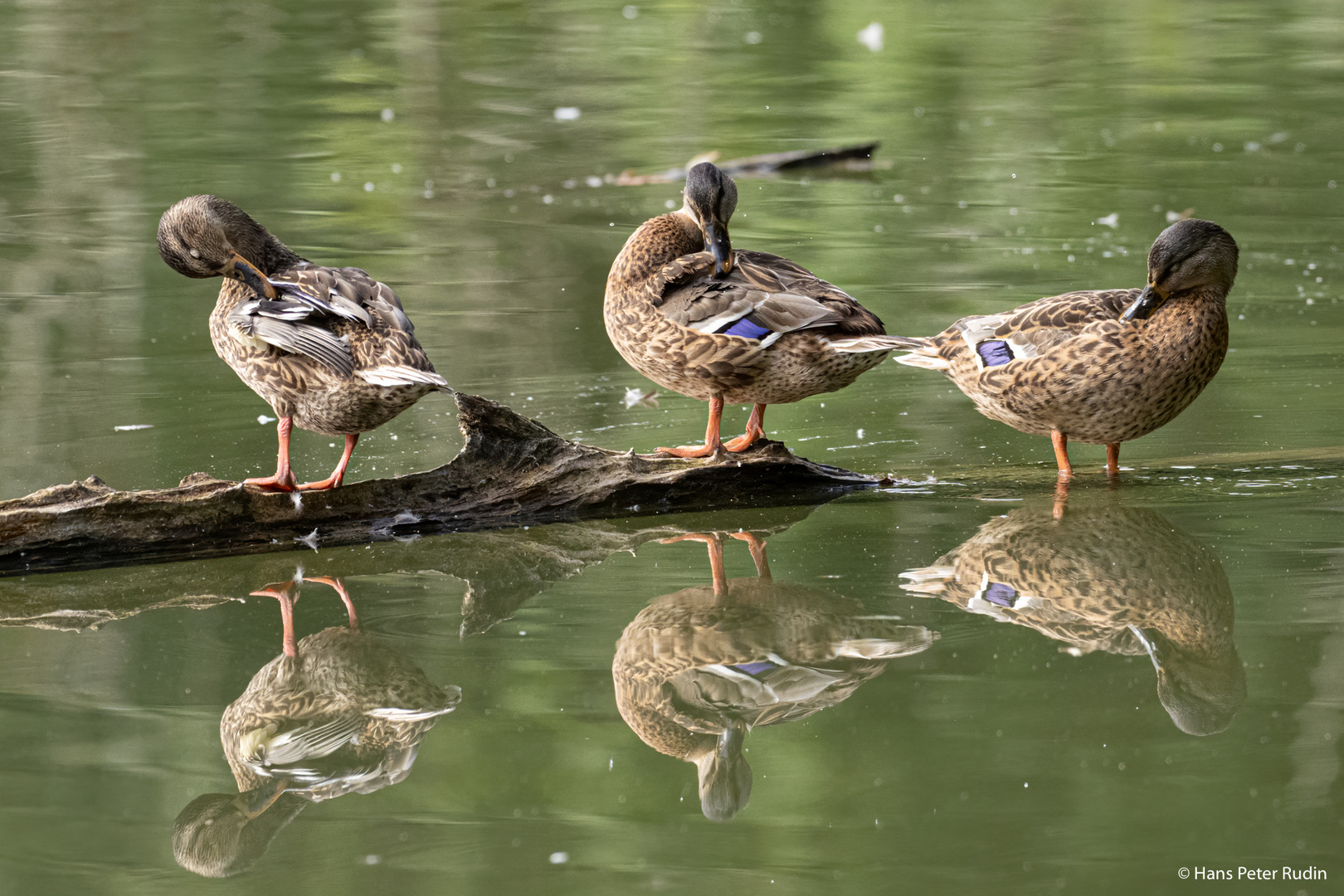 Duck's next Topmodel