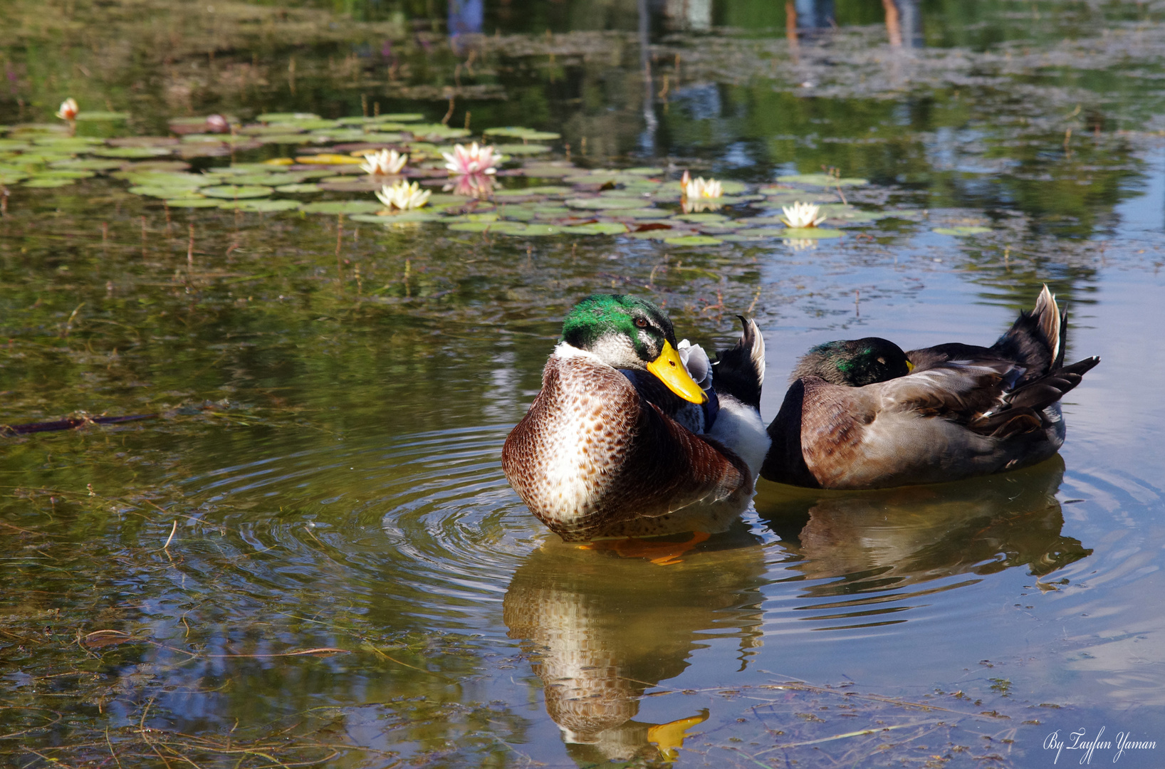 Ducks of Golcuk Lake