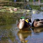 Ducks of Golcuk Lake
