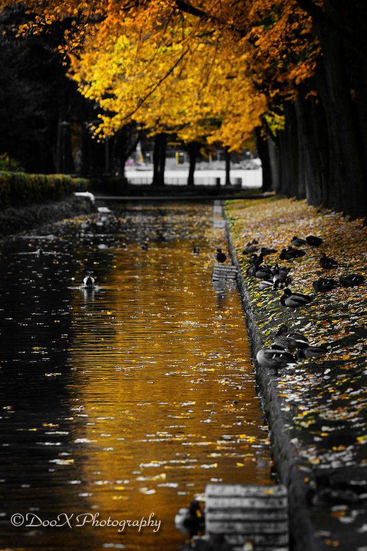 Ducks on a cityriver