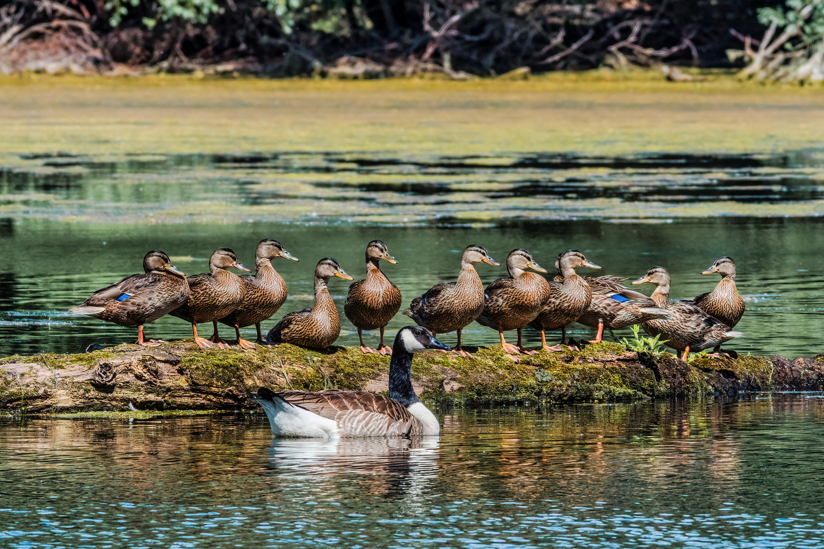 Ducks on a Log