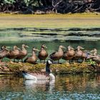 Ducks on a Log