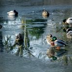 Ducks on Ice