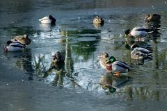 Ducks on Ice