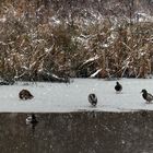 Ducks on Ice