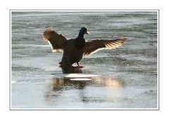 Ducks on Ice - Lesson 3