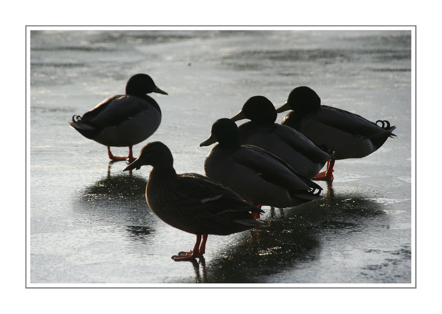 Ducks on Ice - Lesson 6