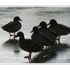 Ducks on Ice - Lesson 6