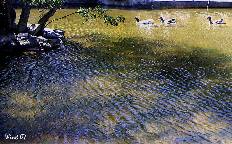 Ducks on the lake