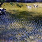 Ducks on the lake