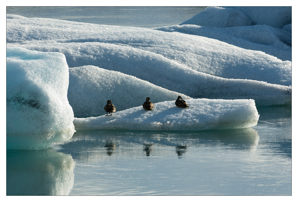 ducks on the rocks