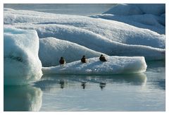 ducks on the rocks