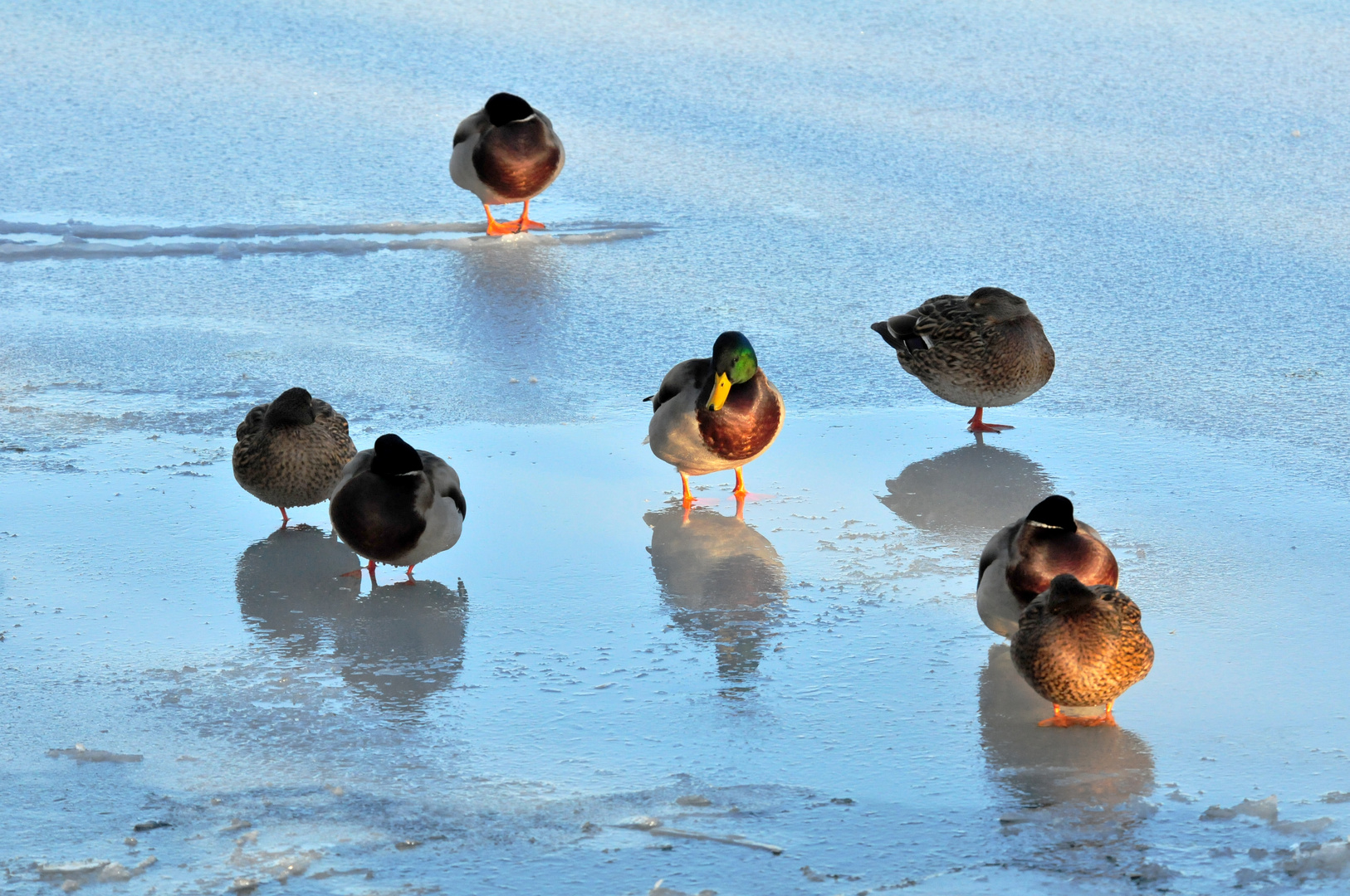 "ducks on the rocks" - Stockenten (Anas platyrhynchos)