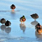 "ducks on the rocks" - Stockenten (Anas platyrhynchos)