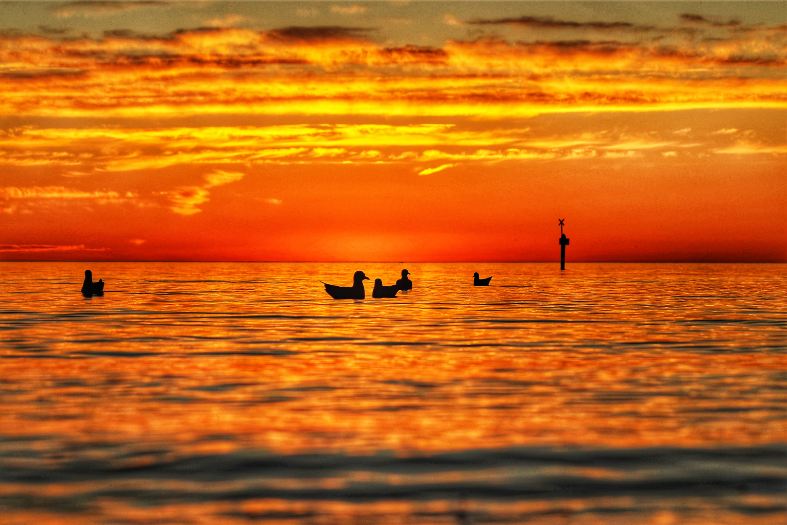 Ducks on the Sea.