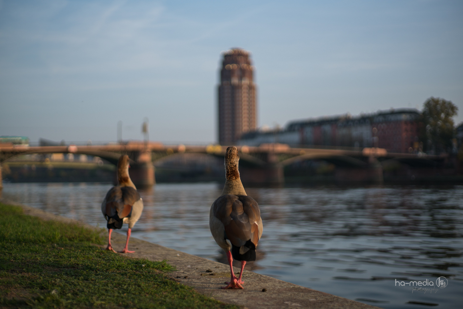 ducks on tour