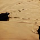 Ducks on water in Ballachulish slate quarry, Argyll, Scotland