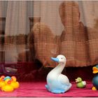 ducks' peep show