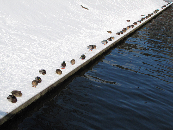 Ducks sleeping in winter