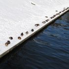 Ducks sleeping in winter