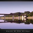 Ducks @ The Bridge