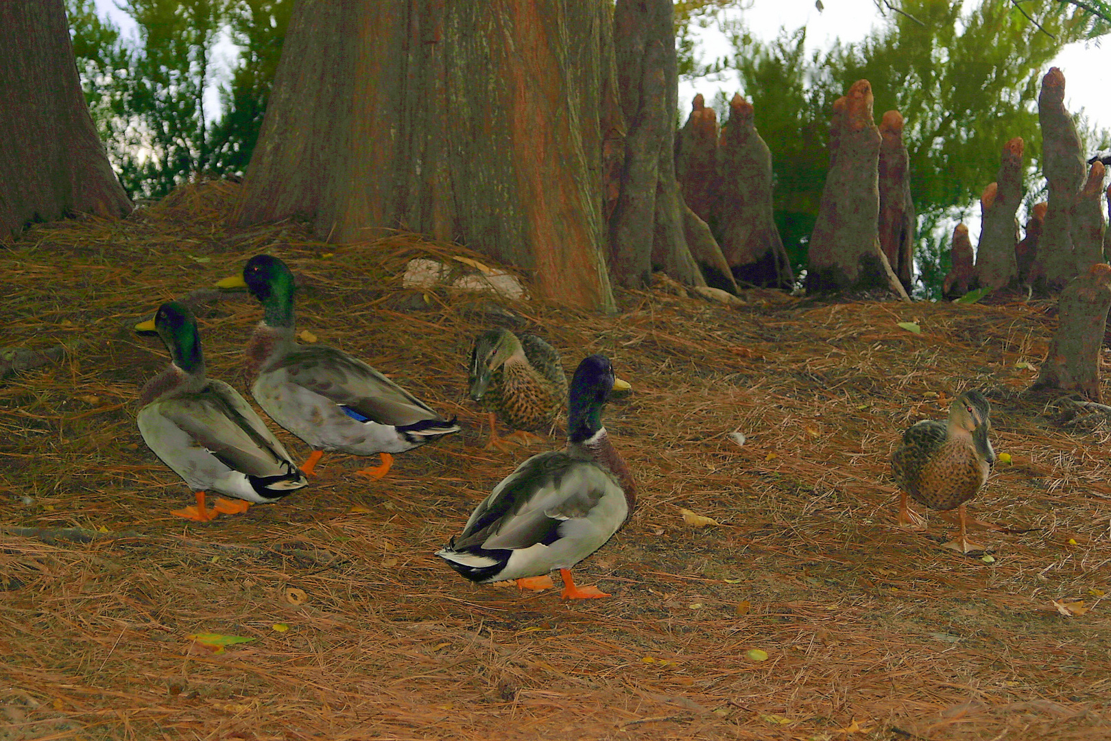 Ducks Under Tree