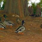 Ducks Under Tree