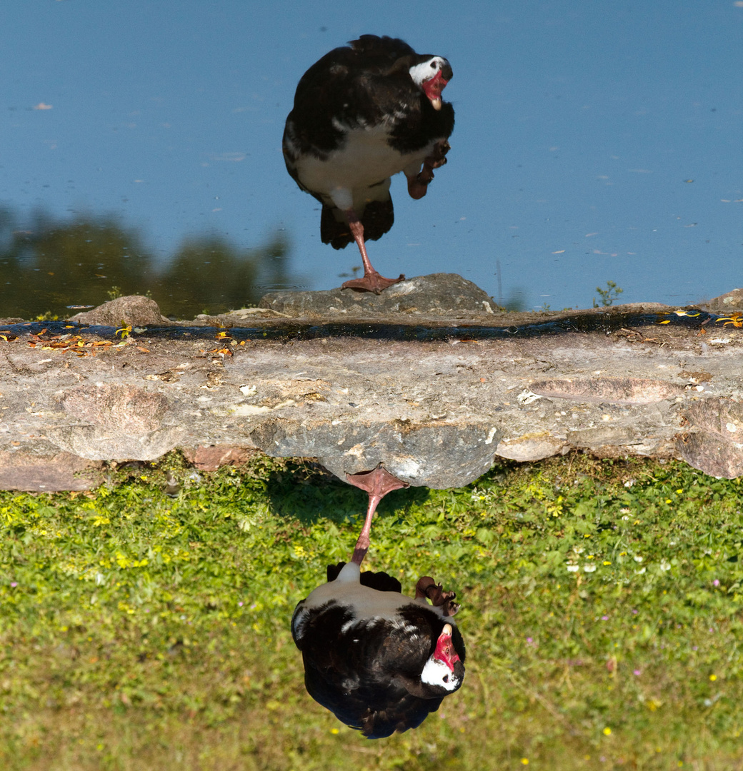 DuckSideDown