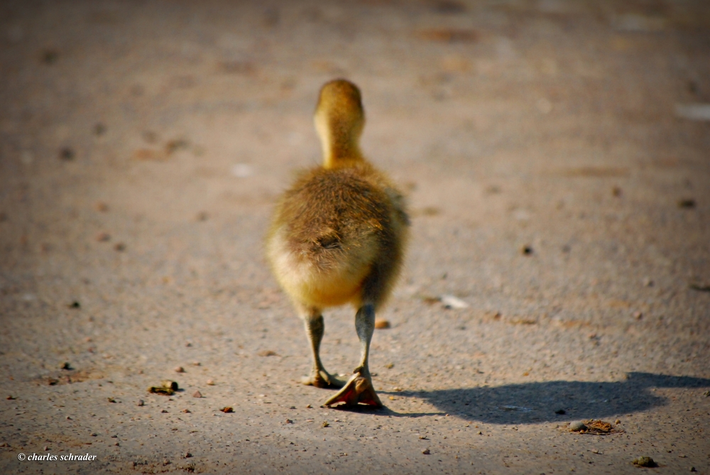 Ducktail (s )