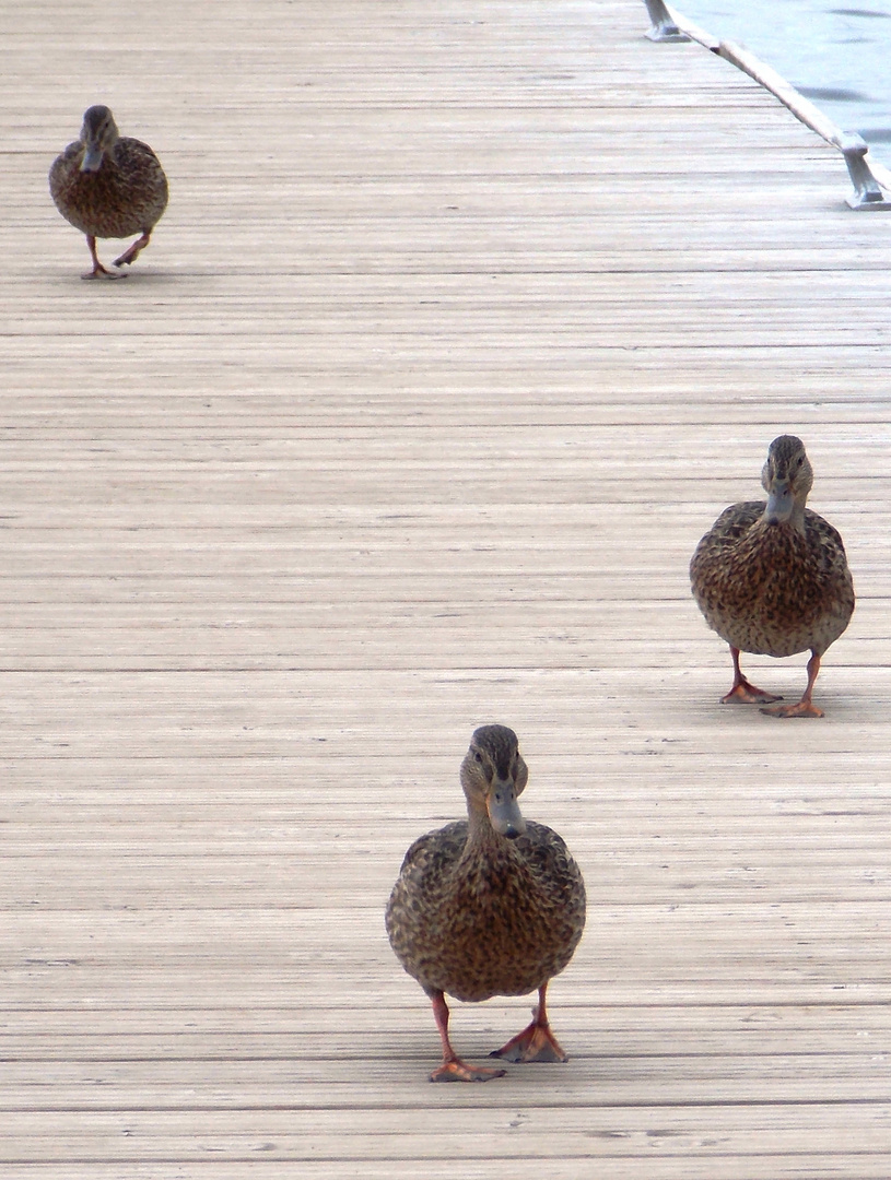 Duckwalk