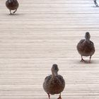 Duckwalk