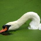 Duckweed