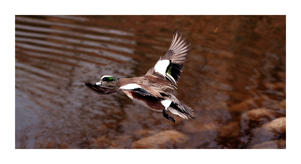 Duckwing Duck kehrt zurück