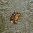 Ducky
