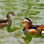 Ducky Duck and his Lady Duck