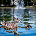ducky_duckes