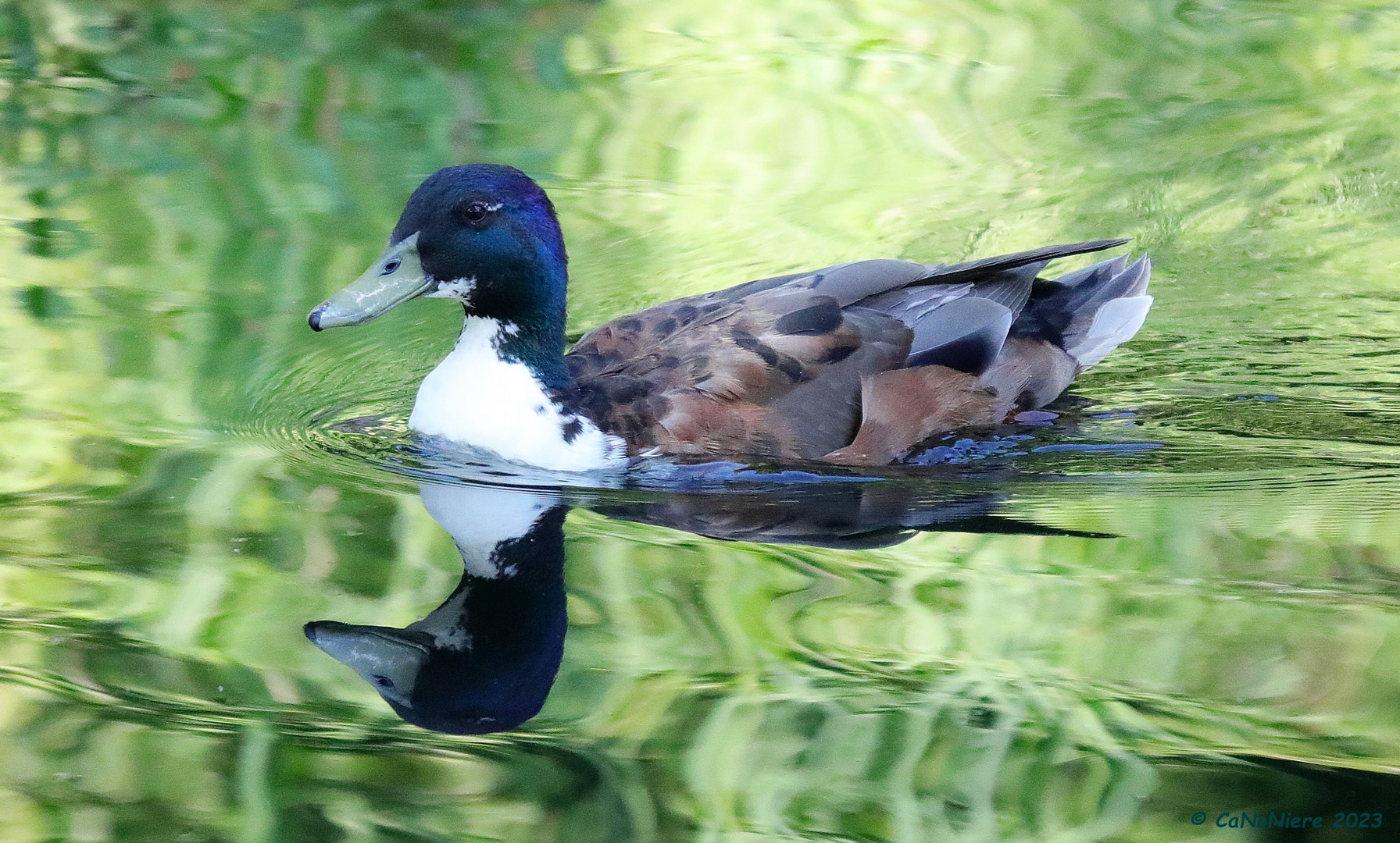 Duclair Duck im Spiegel