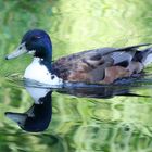 Duclair Duck im Spiegel