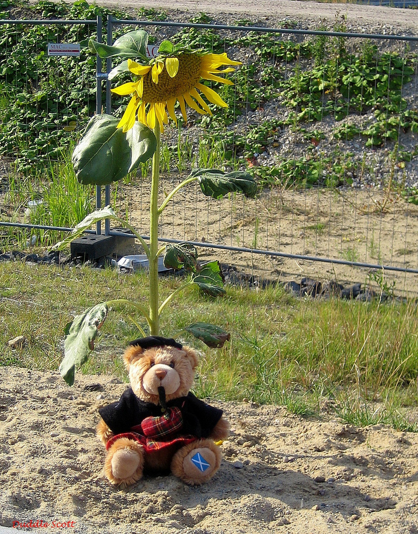 Duddle findet die Sonne in Hamburg