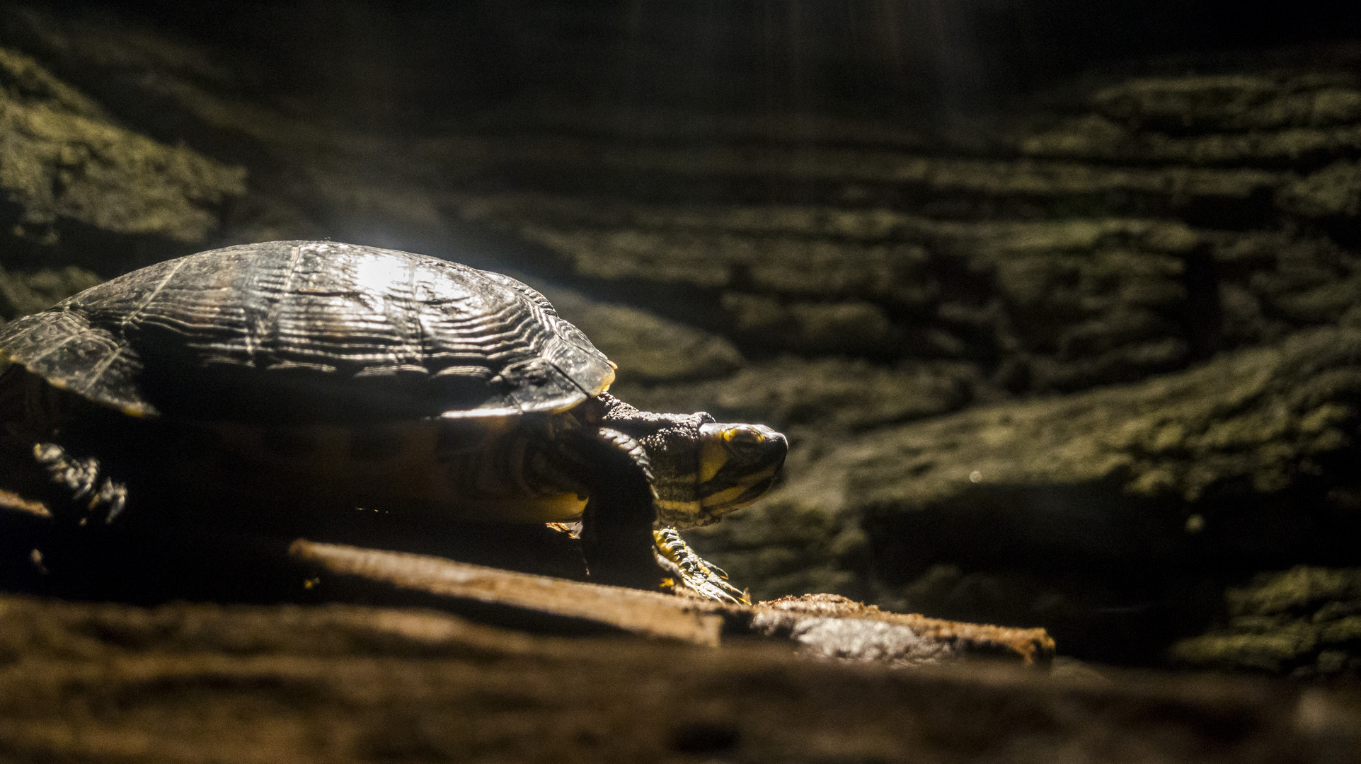 Dude die Schildkröte