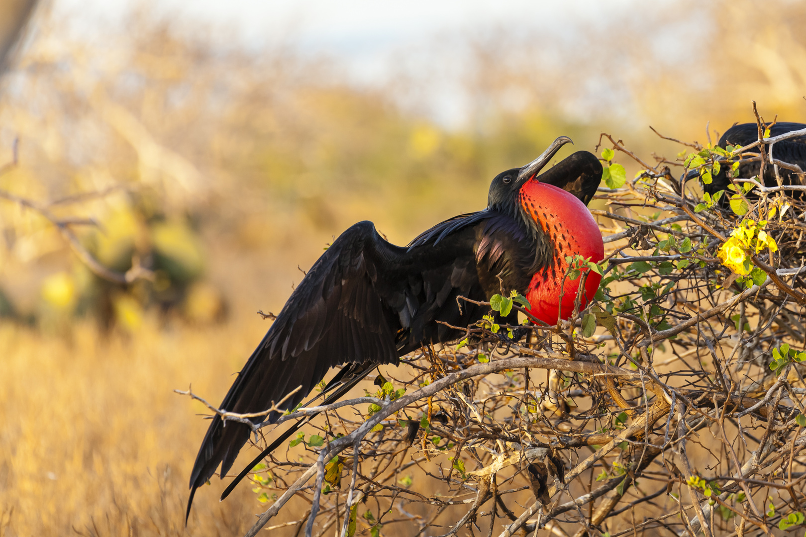 Dudelsack Foto & Bild tiere, wildlife, wild lebende vögel Bilder auf
