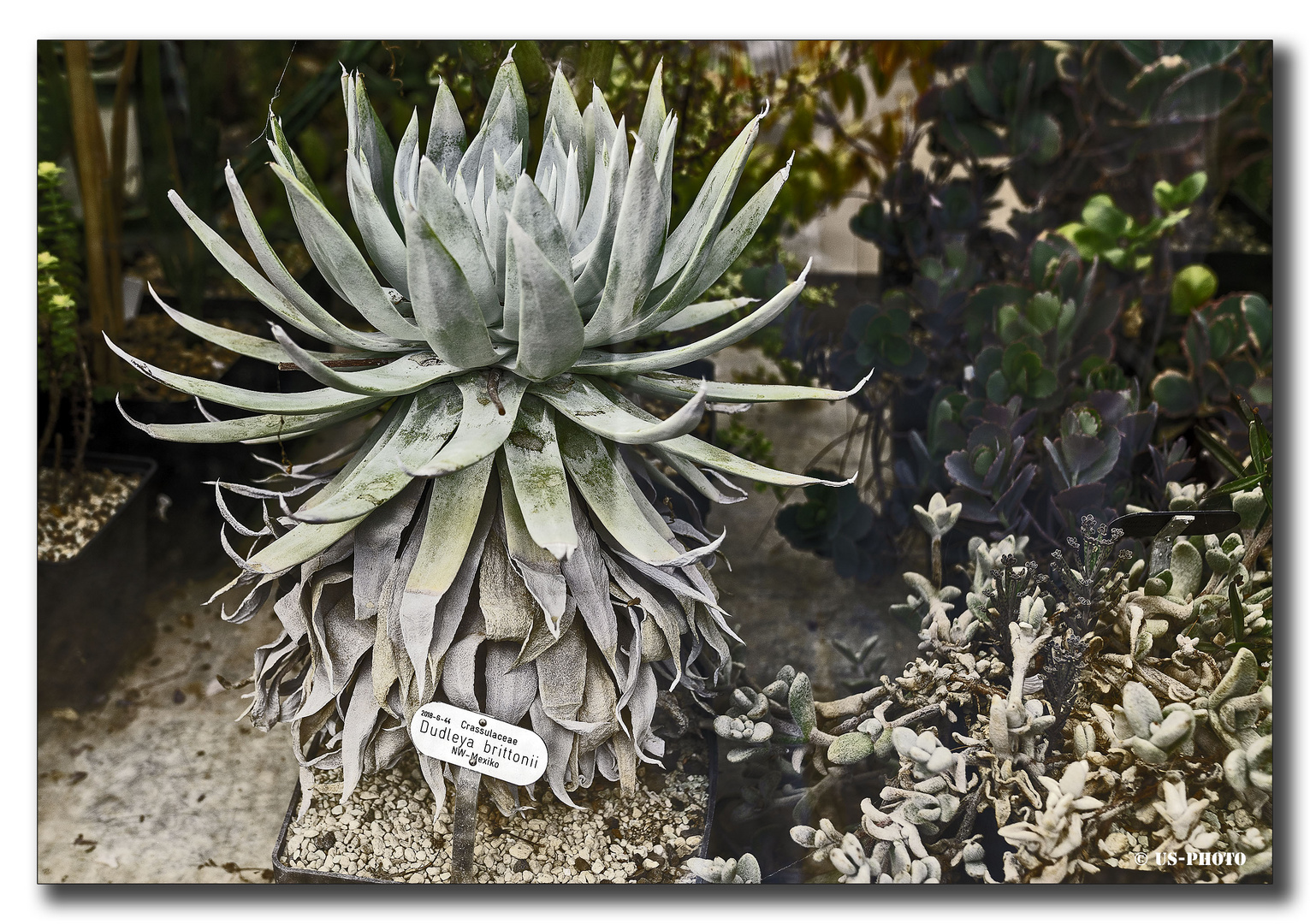 Dudleya brittonii -  Tropenhaus Herrenhausen