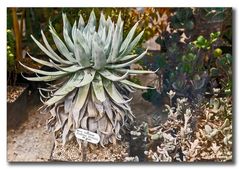 Dudleya brittonii -  Tropenhaus Herrenhausen