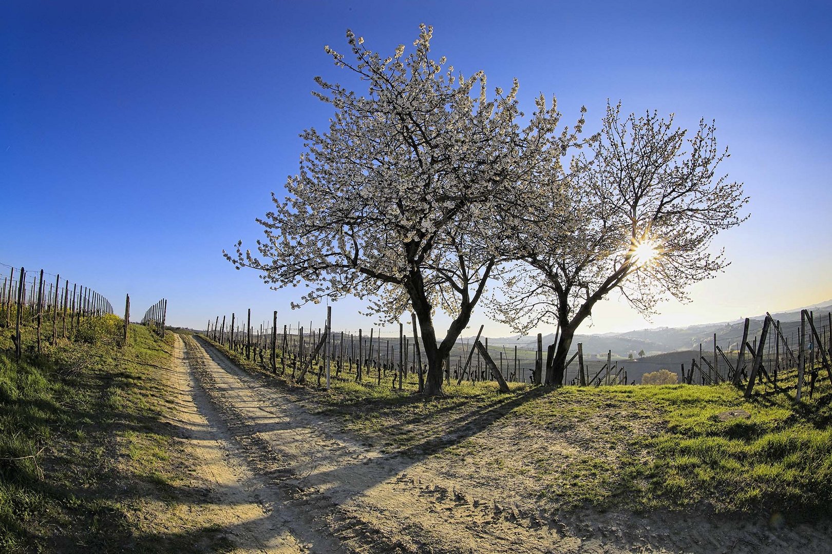 due alberi fioriti 