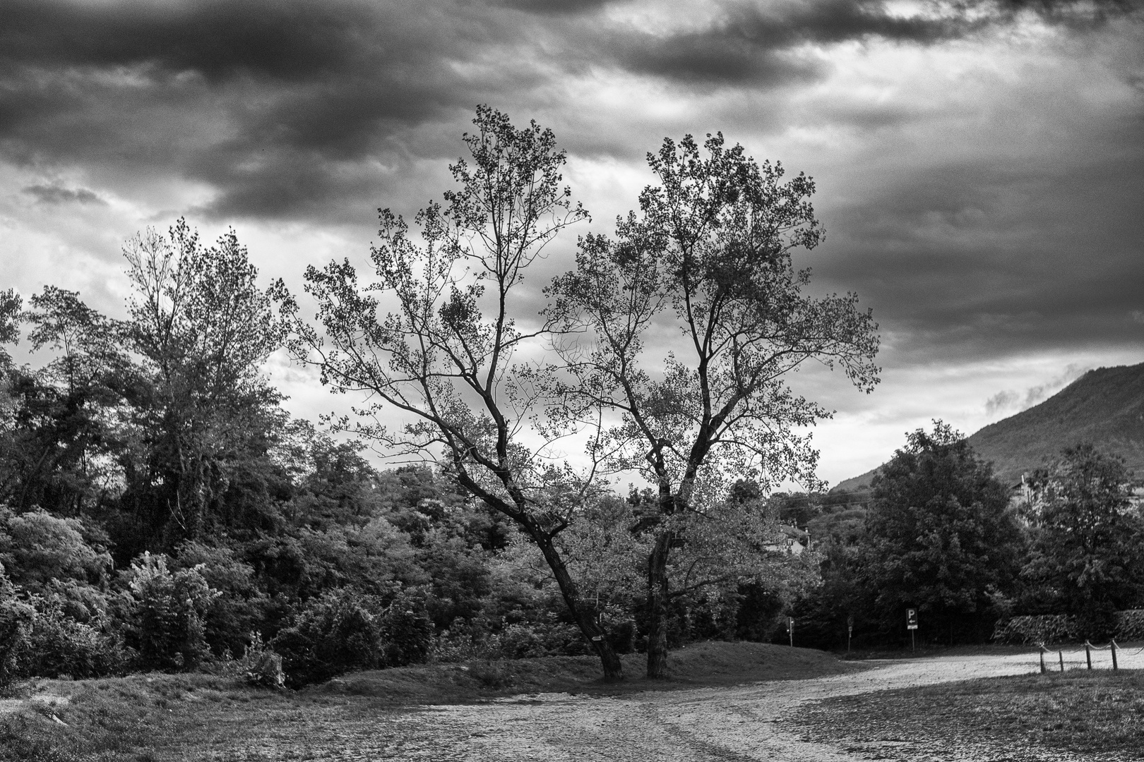 Due alberi nel parcheggio