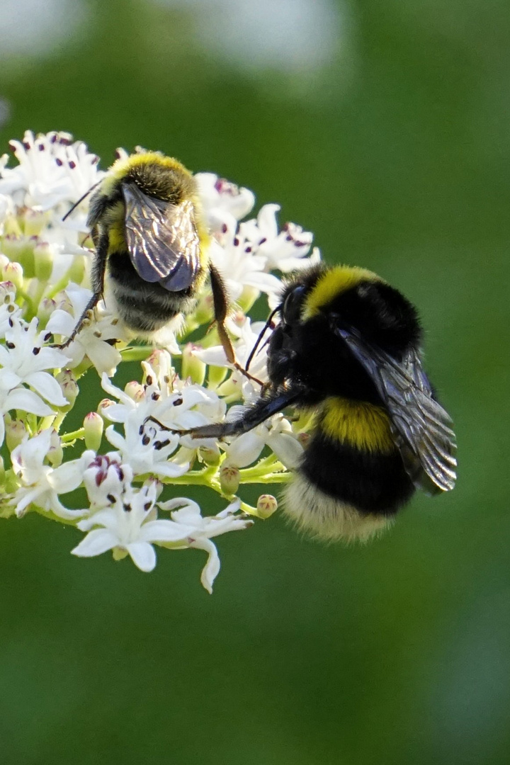 Due diversi Bombi su fiore di sambuco