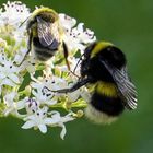 Due diversi Bombi su fiore di sambuco